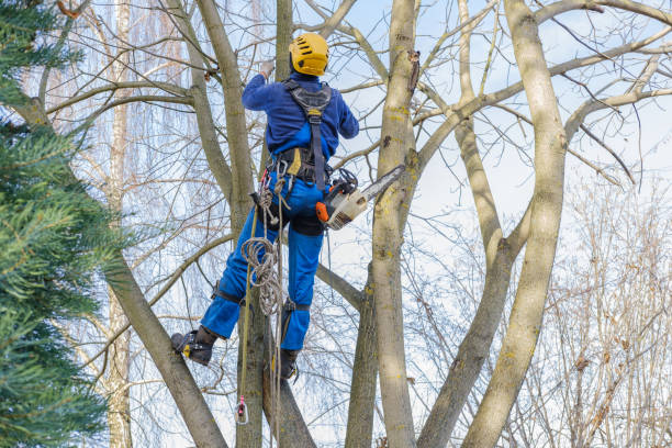 Fifth Street, TX Tree Removal Services Company