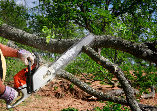 Tree and Shrub Care in Fifth Street, TX